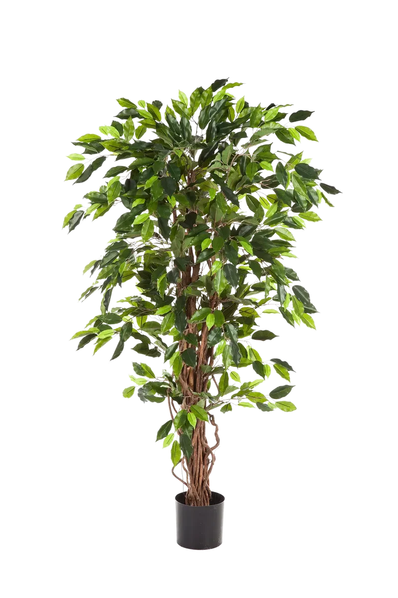 Künstlicher Ficus - Issa | 180 cm