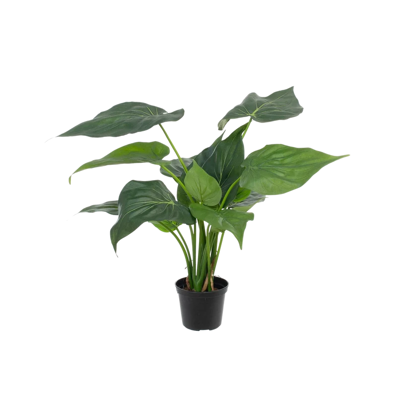 Künstliche Alocasia - Ebba | 40 cm