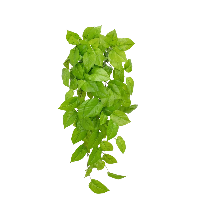Künstlicher Pothos - Sky | 83 cm